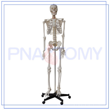 PNT-0101h hochwertige Blutgefäße Medizinische Anatomisches Modell 180 cm Lebensgroße Männlichen